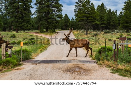 Elk by cattle guard near Grand Canyon Arizona
