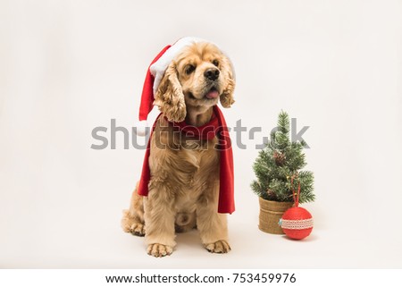 American cocker spaniel with Santa's cap and a red scarf on white background. The dog sits, side view. Red christmas tree and ball near dog.