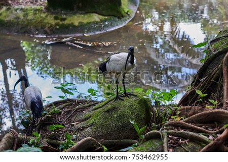 The black-headed ibis or Oriental white ibis (Threskiornis melanocephalus)   on green background in natural habitat. Large wading birdbird on a bright sunny day. Selective focus. Natural background.