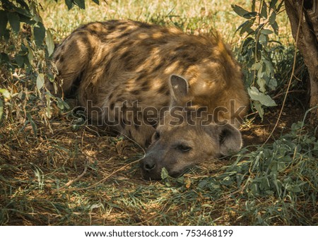 Image of red hyena in Masai Mara in Kenya