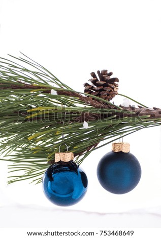 The Christmas blue flasks hang on a pine tree branch on which grows a cone. On the picture is free space for text.