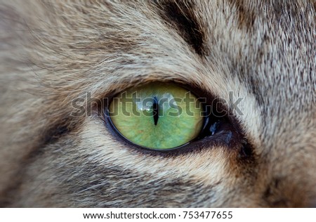 Cat's green eye close-up.