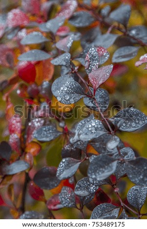 Barberry. Drops from the rain on the leaves. Wet red leaves of a tree.