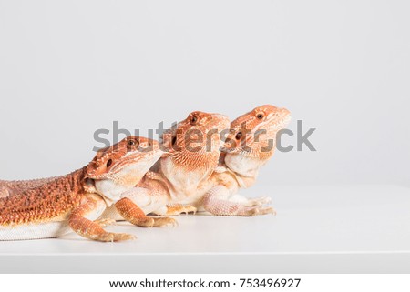 Three agama lizard, bearded dragon isolated on white background
