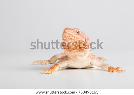 bearded dragons eating food isolated on white background