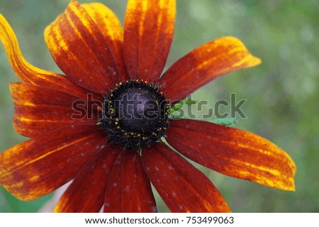 Big yellow-orange flower with dark middle close-up background, Rudbeckia radiant
