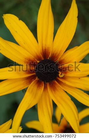 Big yellow flower with dark middle close-up background, Rudbeckia radiant
