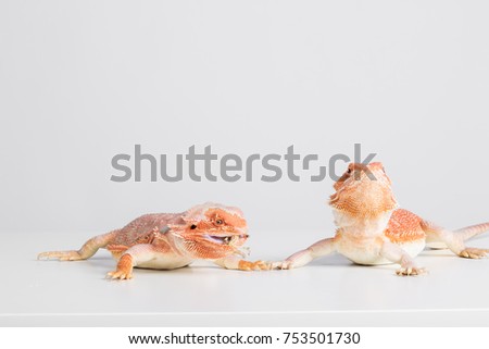 bearded dragons eating cricket in front of white background, agama lizard