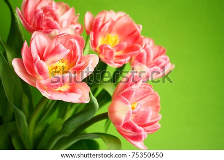 Bouquet of pink tulips on a green background. Holiday background, greeting card