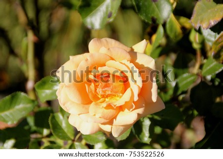 Rosa 'Top Notch', Hybrid Tea Rose cultivar with thorny stems, clustered highly fragrant double flowers of apricot color and its blend, blooming on new wood.