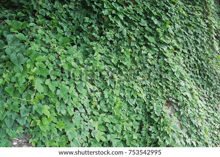 Background of green creeping ivy in sunny day