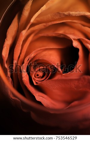 Tea rose petals on dark background. Romantic flower closeup. Floral macro photography in colors of red, orange and black