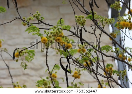 Colorful Honey Mesquite tree in bloom