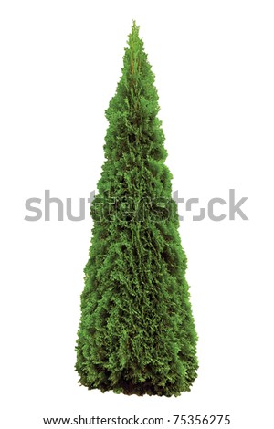 Thuja occidentalis 'Smaragd', Warm Green American Arborvitae Occidental Smaragd Wintergreen, Isolated On White Royalty-Free Stock Photo #75356275