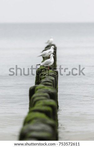 picture of seagulls sitting in a row on stakes at the seashore