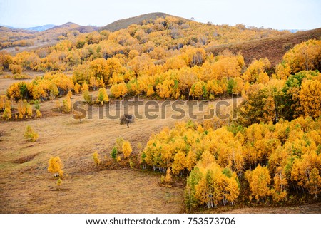The golden autumn of Bashang Plateau grassland