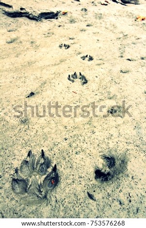 Wolf tracks in the mud near a river.