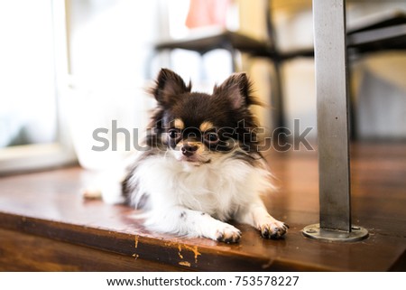 Hairy, brown and white chihuahua. Small, cute dog at animal cafe