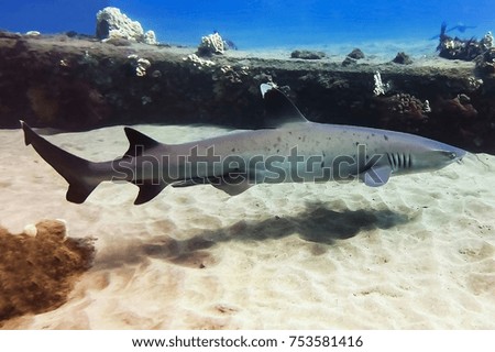            White Tip Reef Shark Close Up Profile                    