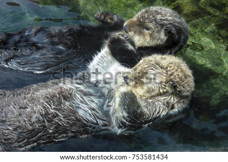                                Two Otters Floating Hold Paws