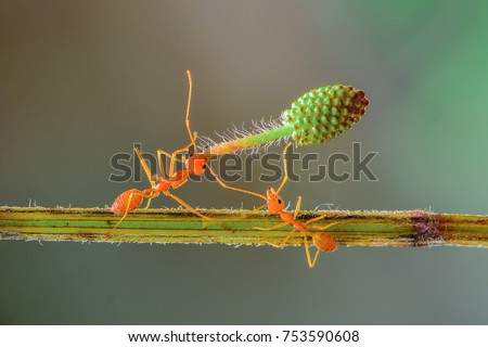 Two red ants are working together to lift the flower bud, although the body of a small ant he can lift a load much heavier than his body Royalty-Free Stock Photo #753590608