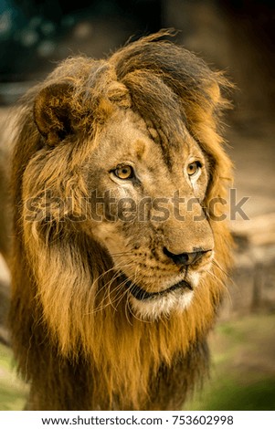 Close up of lion face