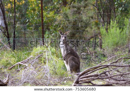 A male kangaroo in wild sanctuary.