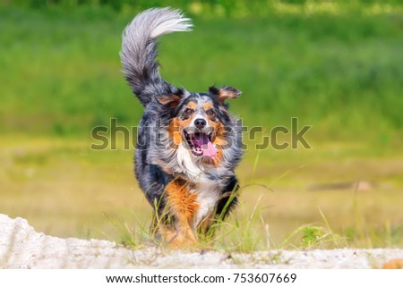 picture of an Australian Shepherd dog who runs outdoors