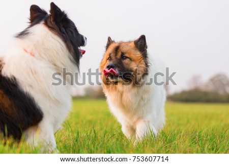 picture of two Elo dogs together outdoors