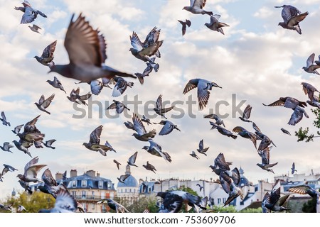 picture of a flying flock of pigeons in Paris, France