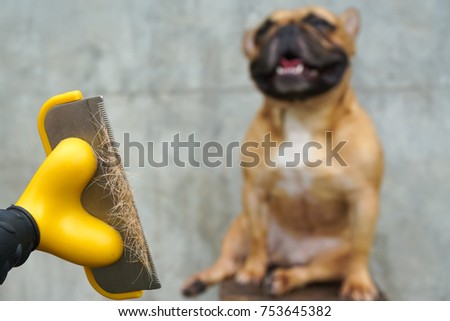Fur on brush for combing the dog fur with blurry fawn french bulldog after shower on background. Royalty-Free Stock Photo #753645382