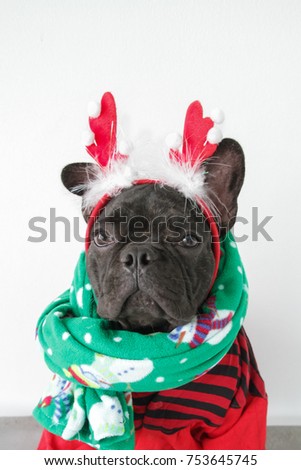  Brindle French bulldog in Christmas clothing Royalty-Free Stock Photo #753645745