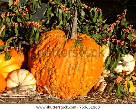 Holiday Pumpkin Display