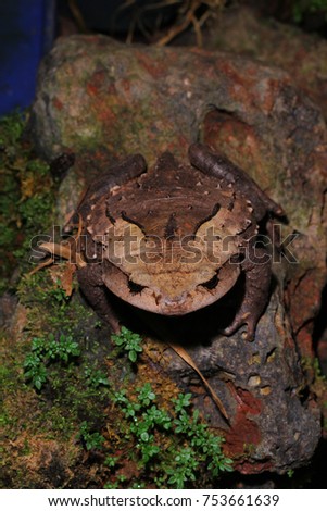Burmese horned toad, Karin hills frog, Brachytarsophrys carinensis in habitat, Thailand.