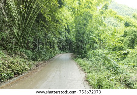 Fresh bamboo path