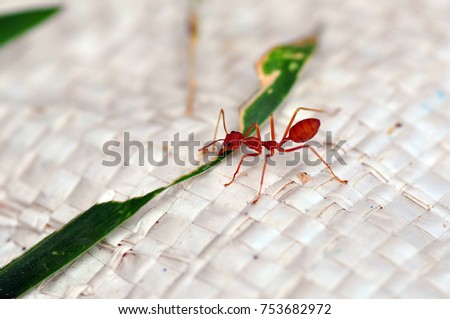 Red Ant in Thailand close up