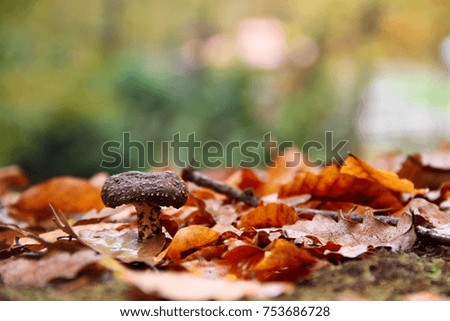 A Mushroom and fallen leaves with blurry Forest background