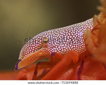 Underwater extreme close-up photography of a emperor shrimp.
Divesite: Pulau Bangka (North Sulawesi/Indonesia)