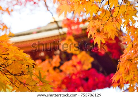 Autumn season colorful of tree and leaves  in Japan