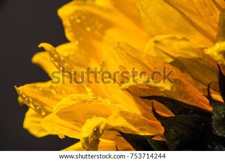 Sunflowers and water droplets