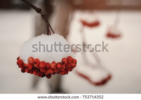 branch of rowan berries covered with snow. Small depth of field