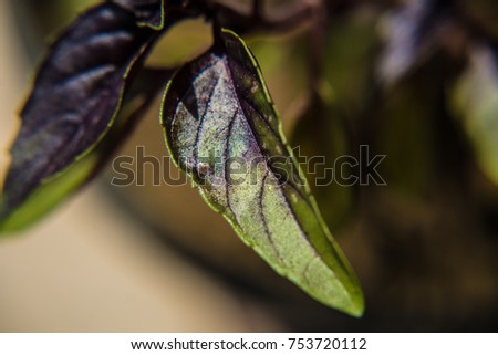 Macro picture of red basil