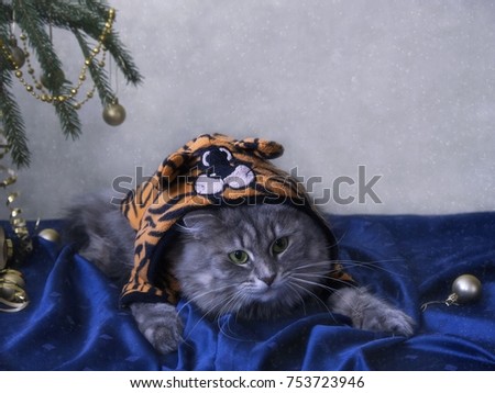 Funny cat uder the christmas tree