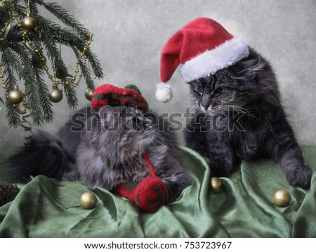 Funny cat under the christmas tree