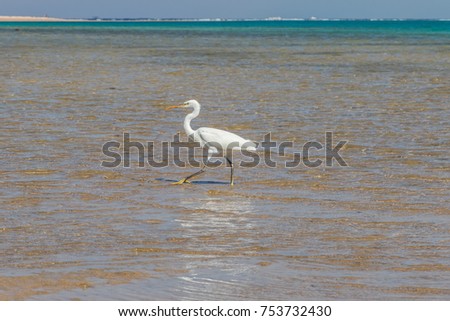 The heron hunts fish on the shores of the Red Sea. Egypt, Sharm-el-Sheikh