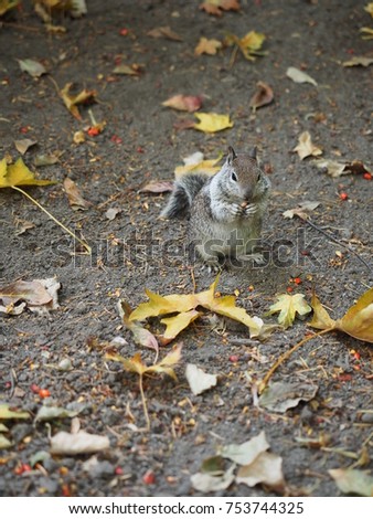 Little squirrel eating berry in the park