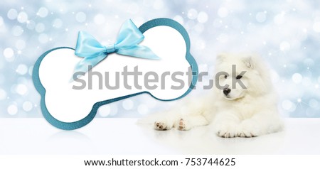 pet dog with blank gift card bone shape isolated on christmas blurred lights background, template and copy space banner