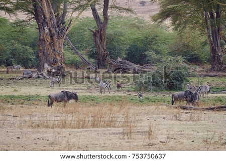 Ngorongoro Crater, Forest with zebra, baboons, warthogs and wildebeest, Paradise on earth, Conservation area, Serengeti, Tanzania, Africa