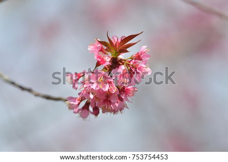 thailand Sakura pink flower in ChiangMai