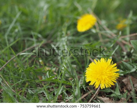 yellow dandelion flower on green grasses